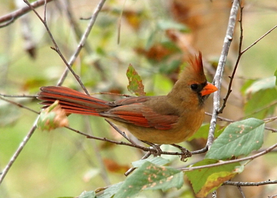 [An olive-brown bird with red-tinged feathers on its crown, tail, and parts of its wing is perched on a thin twig in teh tree. This is a side view of the entire bird and its mottled coloring makes it seem like it would blend in well had there been more leaves on the tree.]